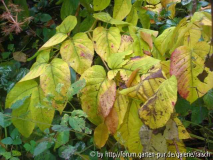 Aralia cashimirica