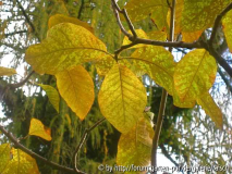 Magnolia wiesnerii