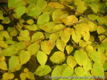Corylopsis pauciflora