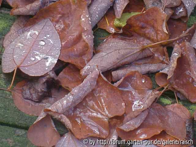 Cercidiphyllum japonicum