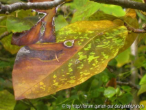 Magnolia wiesnerii