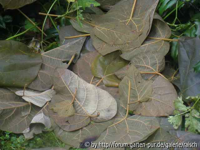 Paulownia tomentosa