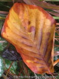 Magnolia 'Butterflies'