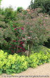 Rosa glauca am Eingang mit Frauenmantel