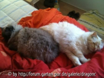 Kuscheln