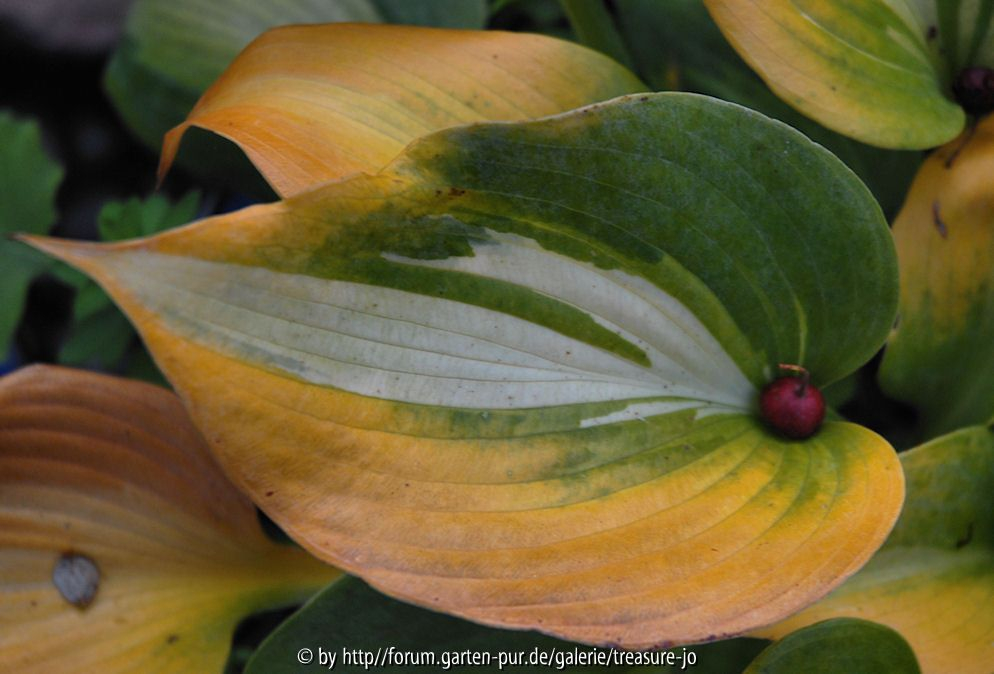 Hosta !