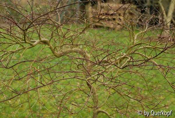 Acer Inaba shidare knospig Krone