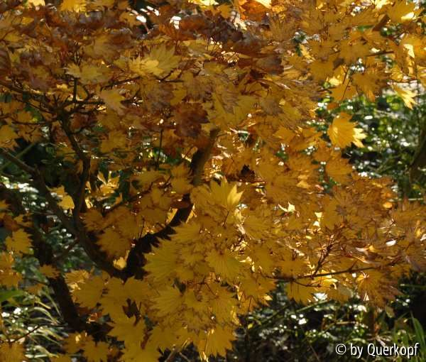 Herbst Acer shirasawanum Aureum
