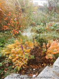 Vorgarten im Herbst