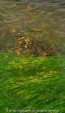 Goldgeflirre.jpg