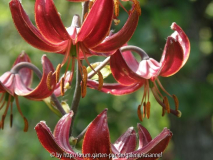 L. martagon