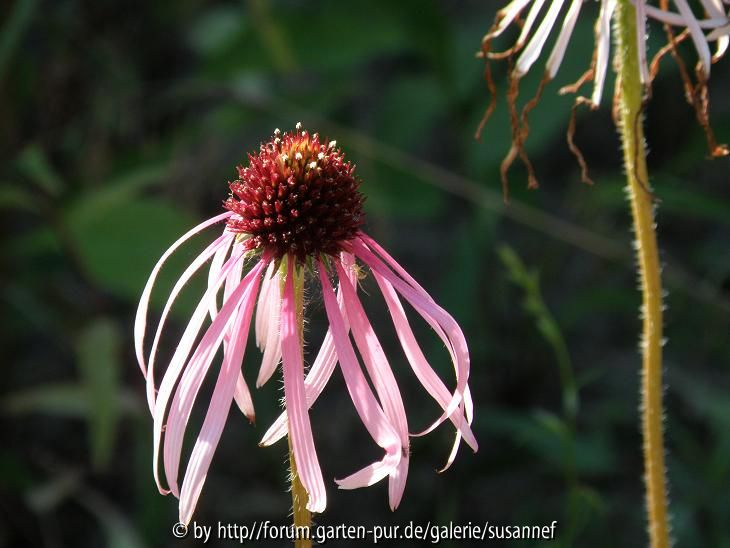 Echinacea pallida