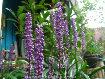 Liriope
