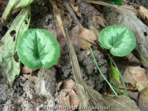Cyclamen wasndas