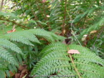 Polystichum aculeatum