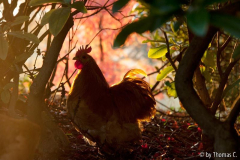 Hähnchen im Gegenlicht 2