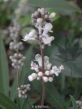 Vitex agnus-castus