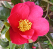 Sasanqua pink 101030