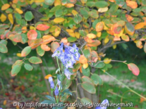 Aconitum_nah.jpg