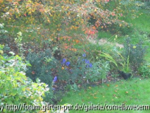 Aconitum_vor_Amelanchier.jpg