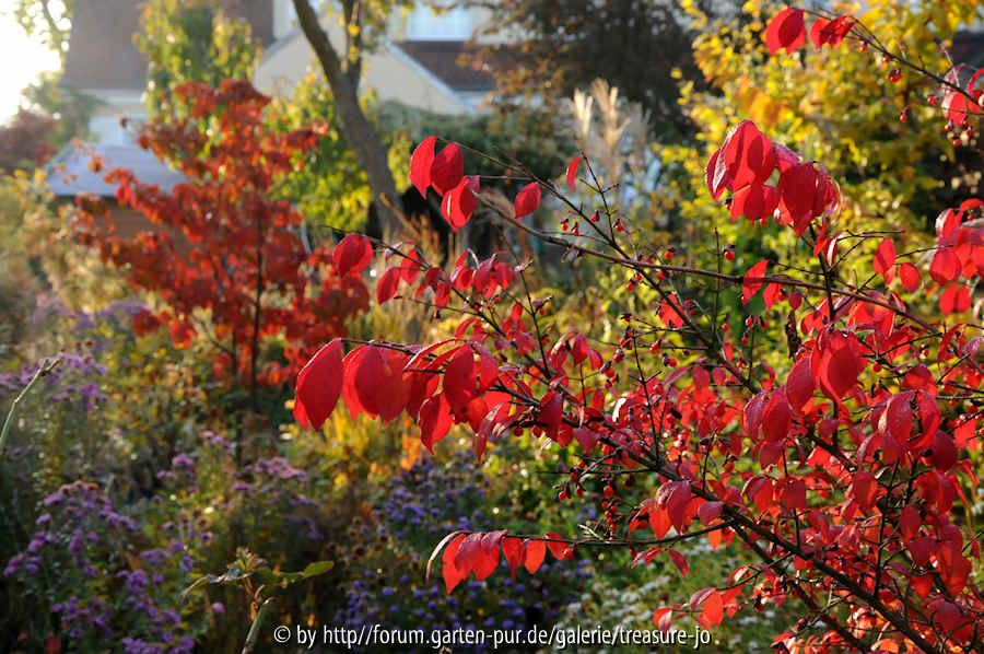 Garten Jo 201010-1