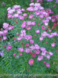 Aster_hochLila.jpg