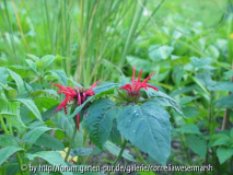 Monarda_didyma_jacob_Kline.jpg