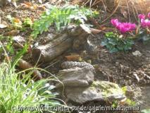 Cyclamen u_ Farn.jpg