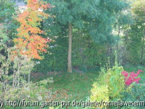 vlnr: Nyssa sylvatica, Clethra alnoides,