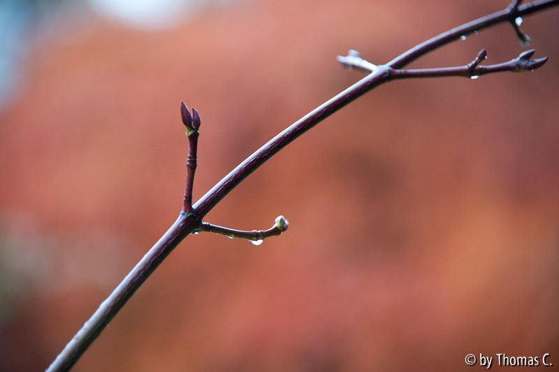 Herbstregentag 4