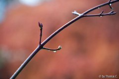 Herbstregentag 4