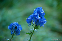 Herbstregentag 5