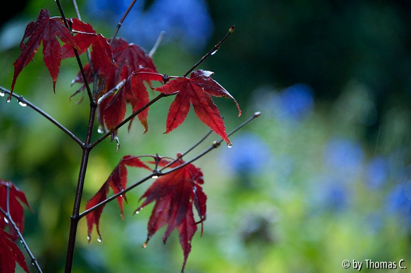Herbstregentag 6