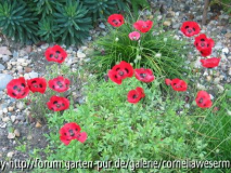 Papaver_commutatum_Marienkaefer.jpg