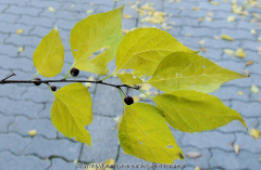 Unbekannter Baum 1