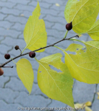 Unbekannter Baum 1a