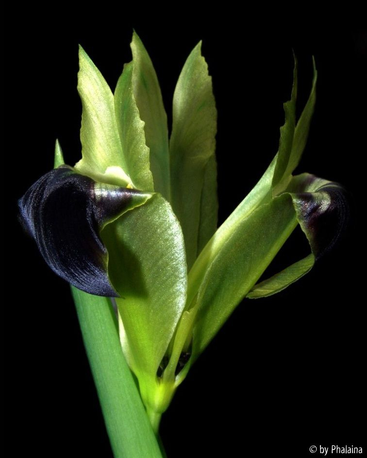 Iris tuberosa
