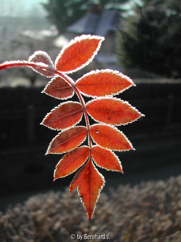 Sorbus hupehensis