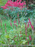 Polygonatum_Firewall_Euonymus_alatus.jpg