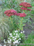 Sedum_herbstfreude.jpg