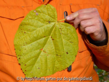 2010-10-31 BG Tilia Blechiana 2.jpg