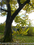 2010-10-31 BG Tilia Blechiana 1.jpg