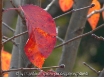2010-10-31 BG Malus tschonoskii 2.jpg
