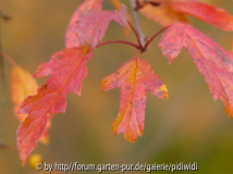 2010-10-31 BG Malus transitoria.jpg