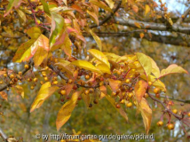 2010-10-31 BG Malus sieboldii.jpg