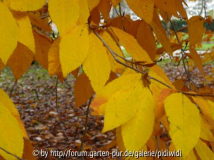 2010-10-31 BG Fagus englerana.jpg