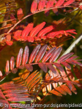 2010-10-31 Sorbus scalaris.jpg