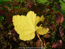 hellgelbe Ribes