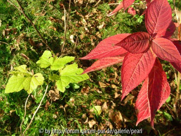 Ribes und  Hydrangea