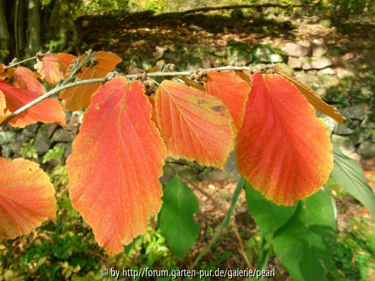 Hamamelis im November